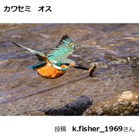 カワセミ