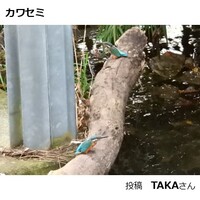 カワセミ