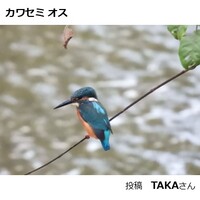 カワセミ