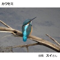 カワセミ