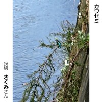 カワセミ