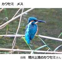 カワセミ
