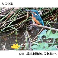カワセミ