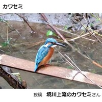 カワセミ