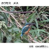 カワセミ