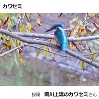 カワセミ