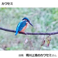 カワセミ