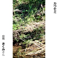 カワセミ