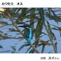 カワセミ