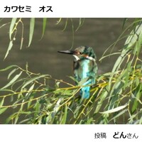 カワセミ