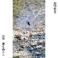 カワセミ