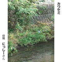 カワセミ