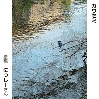 カワセミ