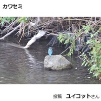 カワセミ