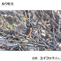 カワセミ