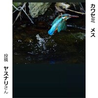 カワセミ