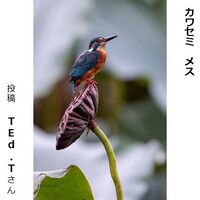 カワセミ