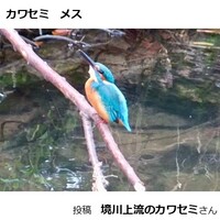 カワセミ