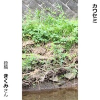 カワセミ