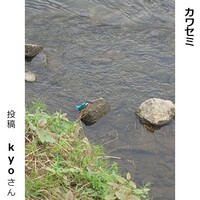カワセミ