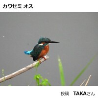 カワセミ