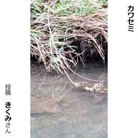 カワセミ