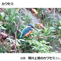カワセミ