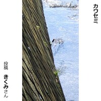 カワセミ