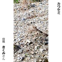 カワセミ