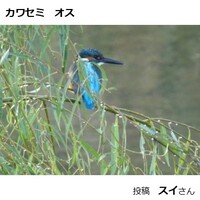 カワセミ