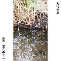 カワセミ
