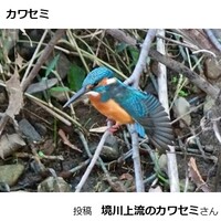 カワセミ