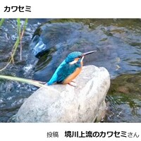 カワセミ