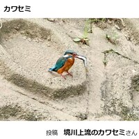 カワセミ
