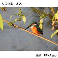 カワセミ