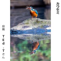 カワセミ