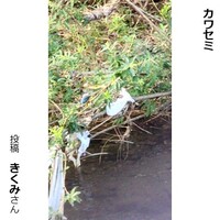 カワセミ