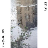 カワセミ