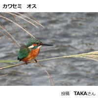 カワセミ