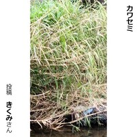 カワセミ
