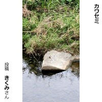 カワセミ
