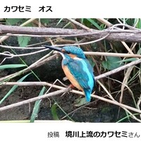 カワセミ
