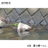 カワセミ