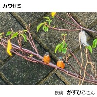 カワセミ