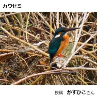 カワセミ