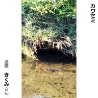 カワセミ