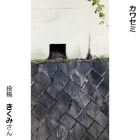 カワセミ