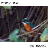 カワセミ