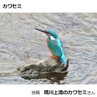 カワセミ