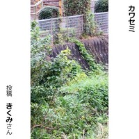 カワセミ